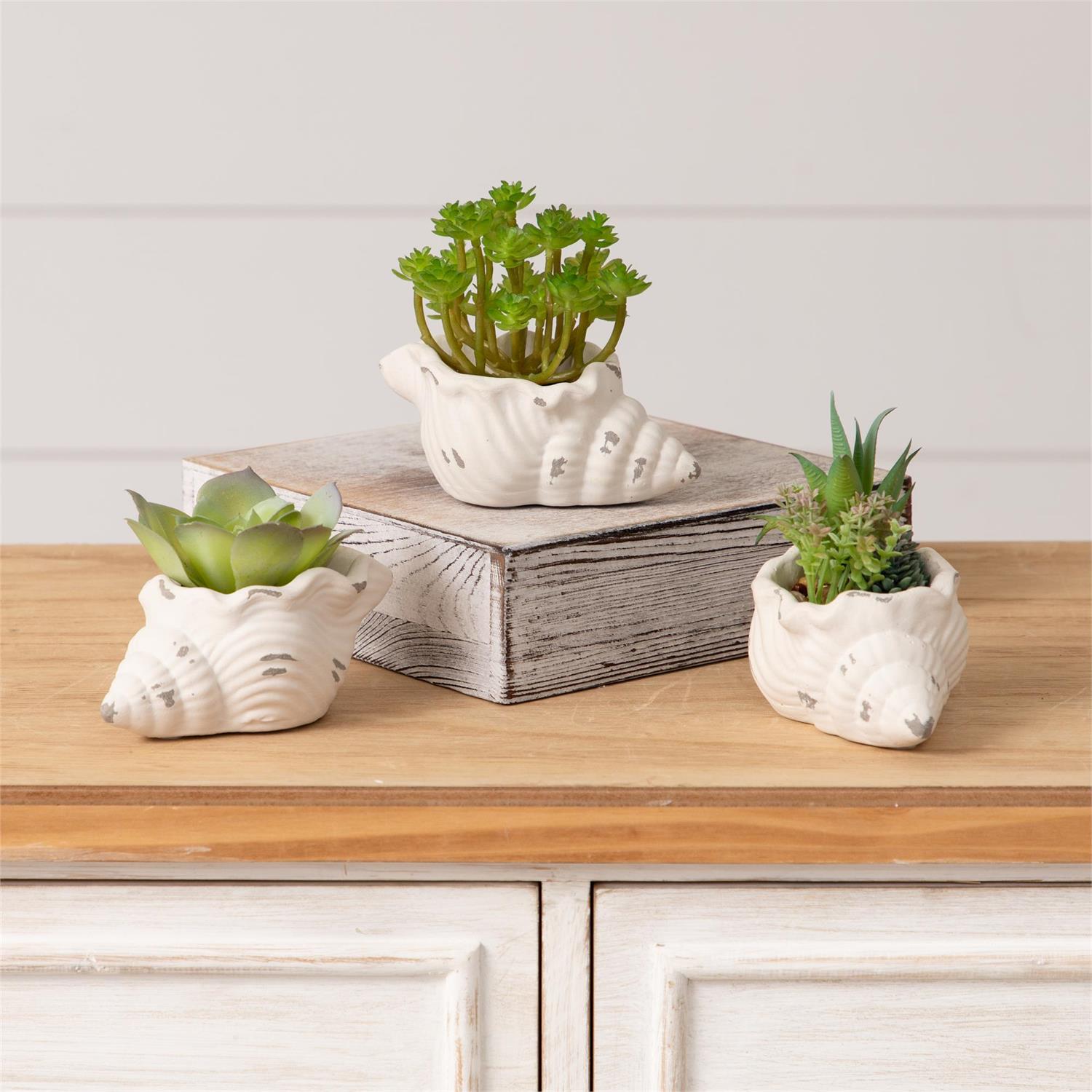 Set of 3 Faux Succulents in Conch Sea Shells – Blueberry Lane Shop