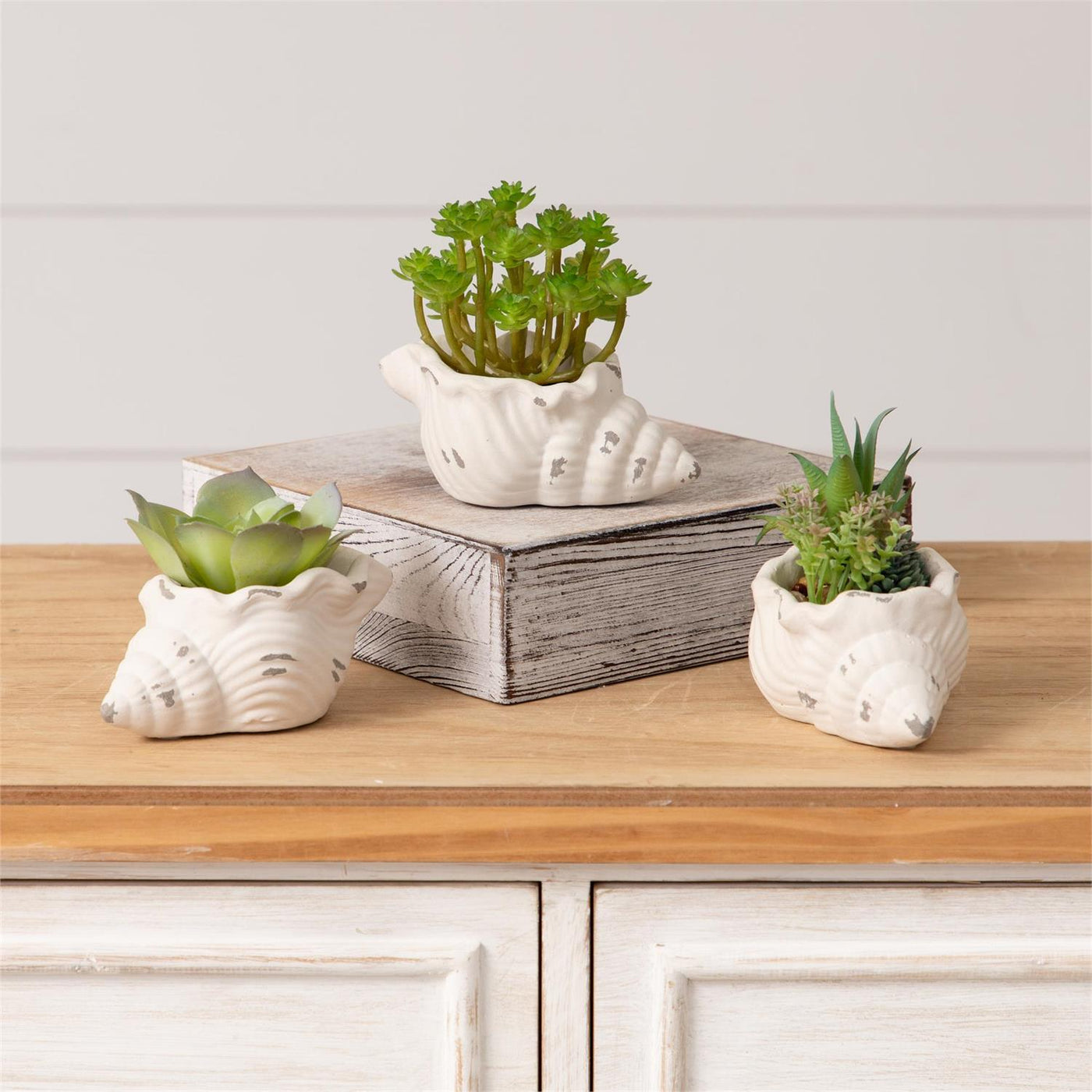 Set of 3 Faux Succulents in Conch Sea Shells
