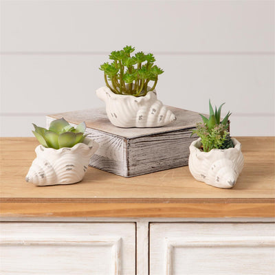 Set of 3 Faux Succulents in Conch Sea Shells