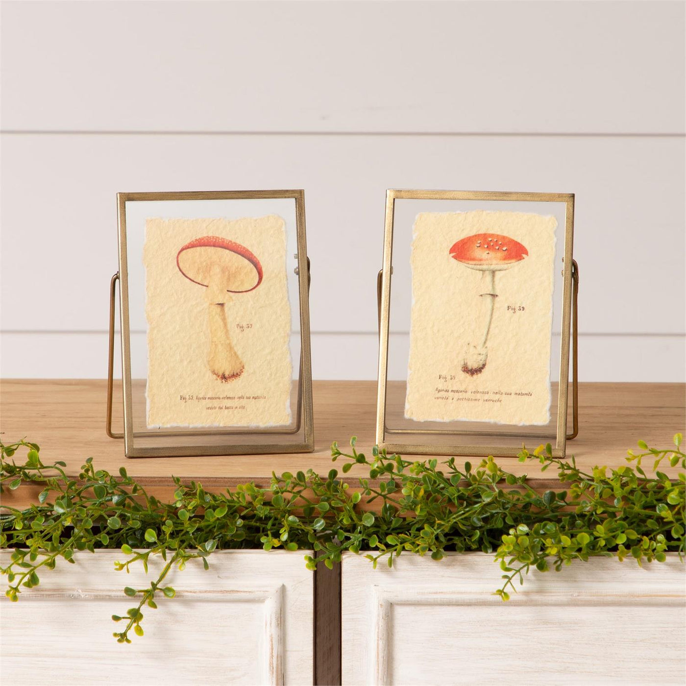 Mushroom Botanical Illustrations Set of 2 Gold Framed