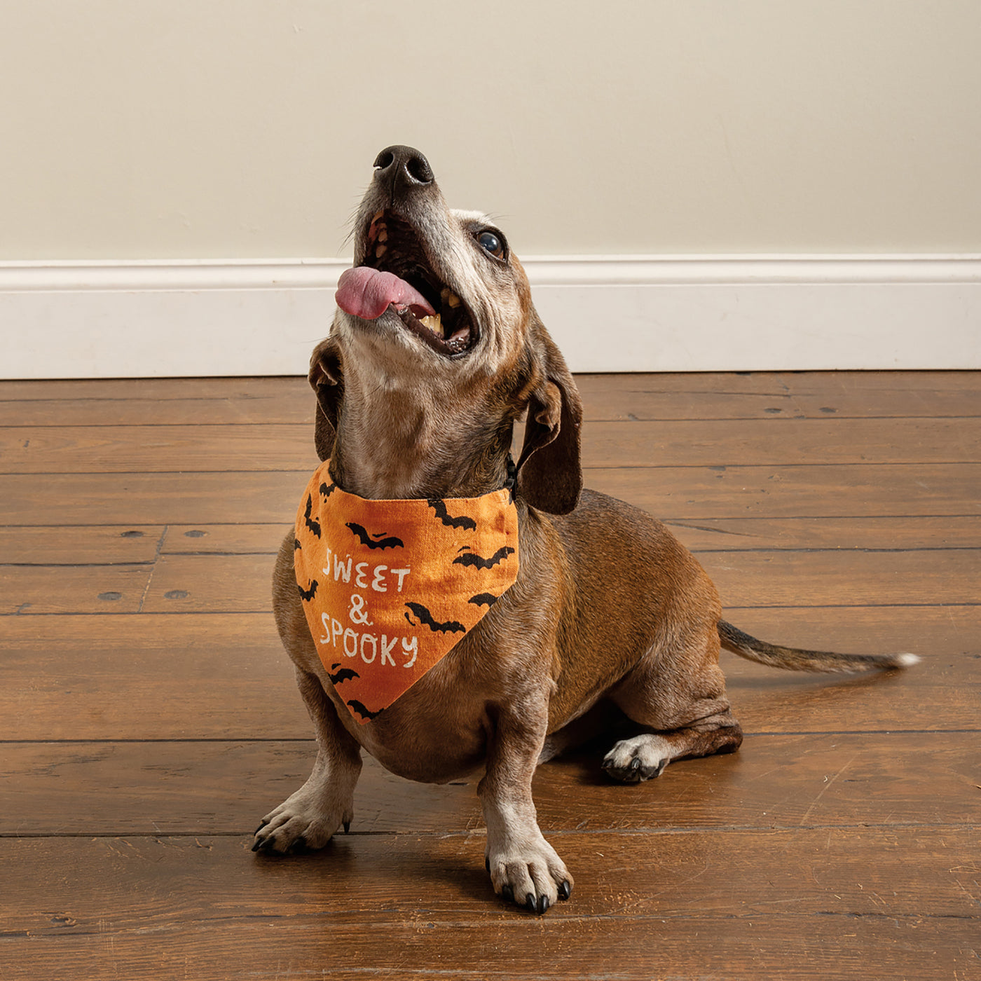 💙 Sweet & Spooky Small Pet Collar Bandana