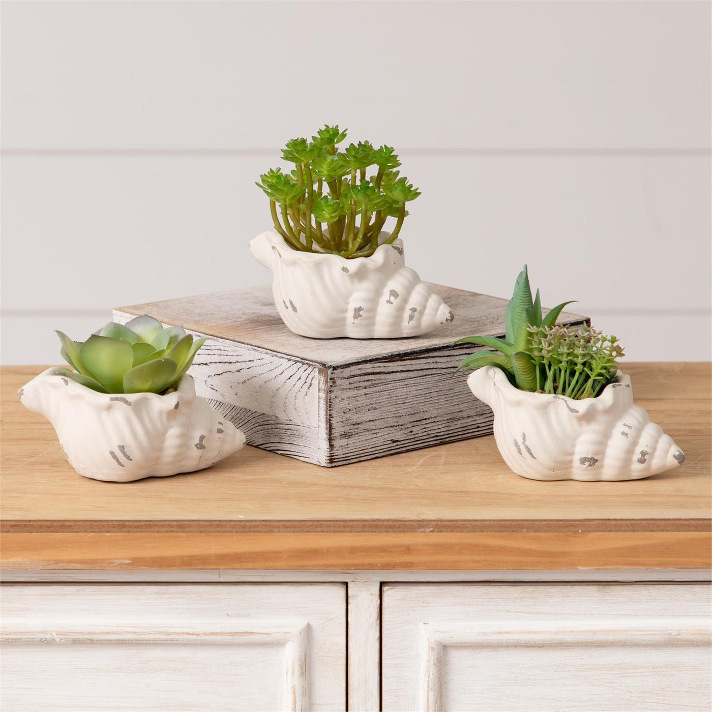 Set of 3 Faux Succulents in Conch Sea Shells