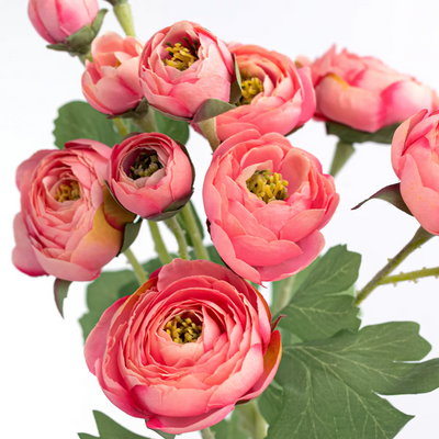 Coral Pink Ranunculus 21" Spray
