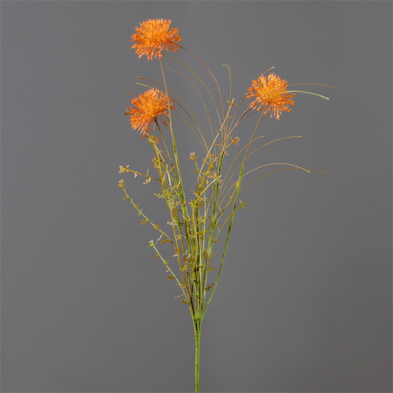 Rust Colored Allium 23