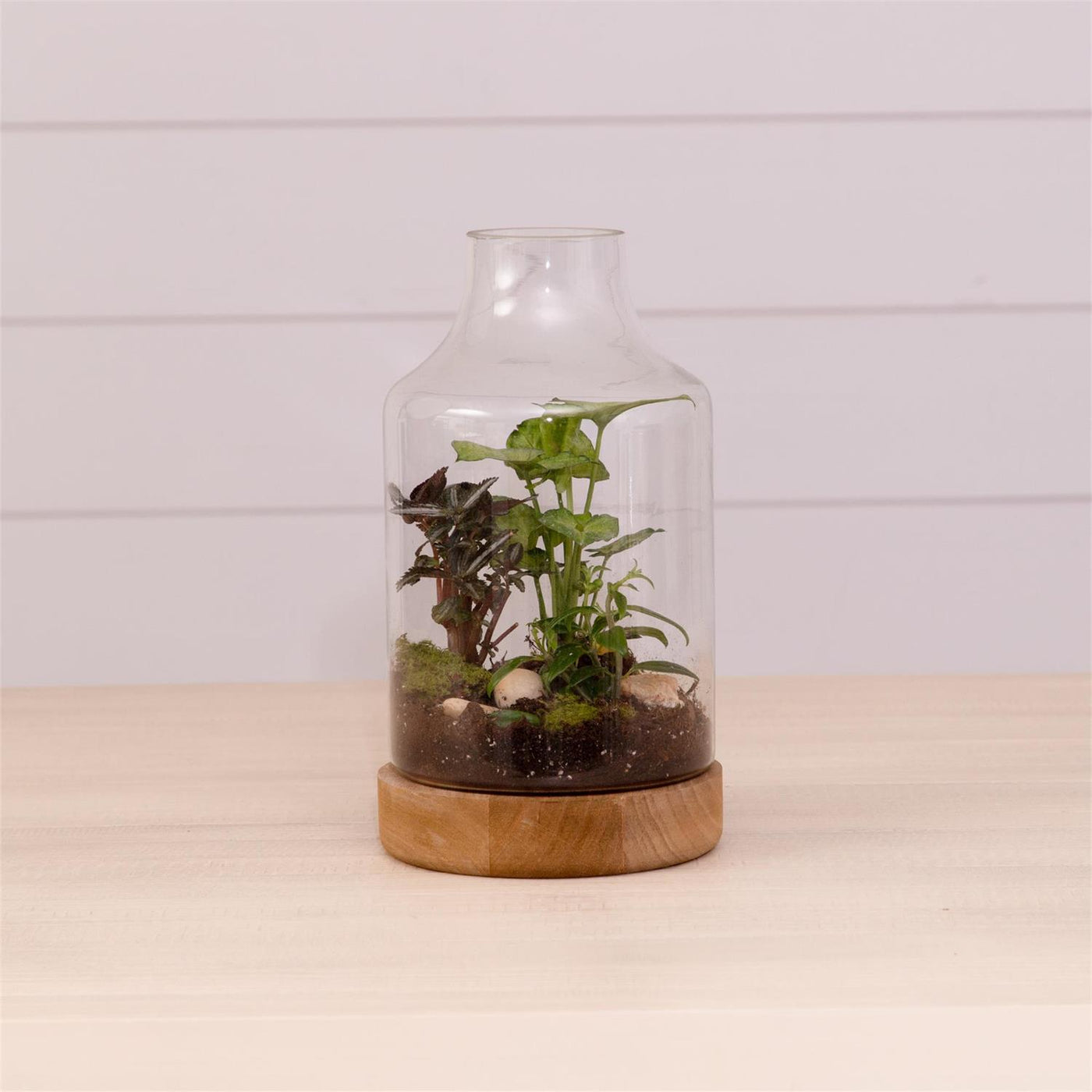 Glass Terrarium With Wood Base 11" H