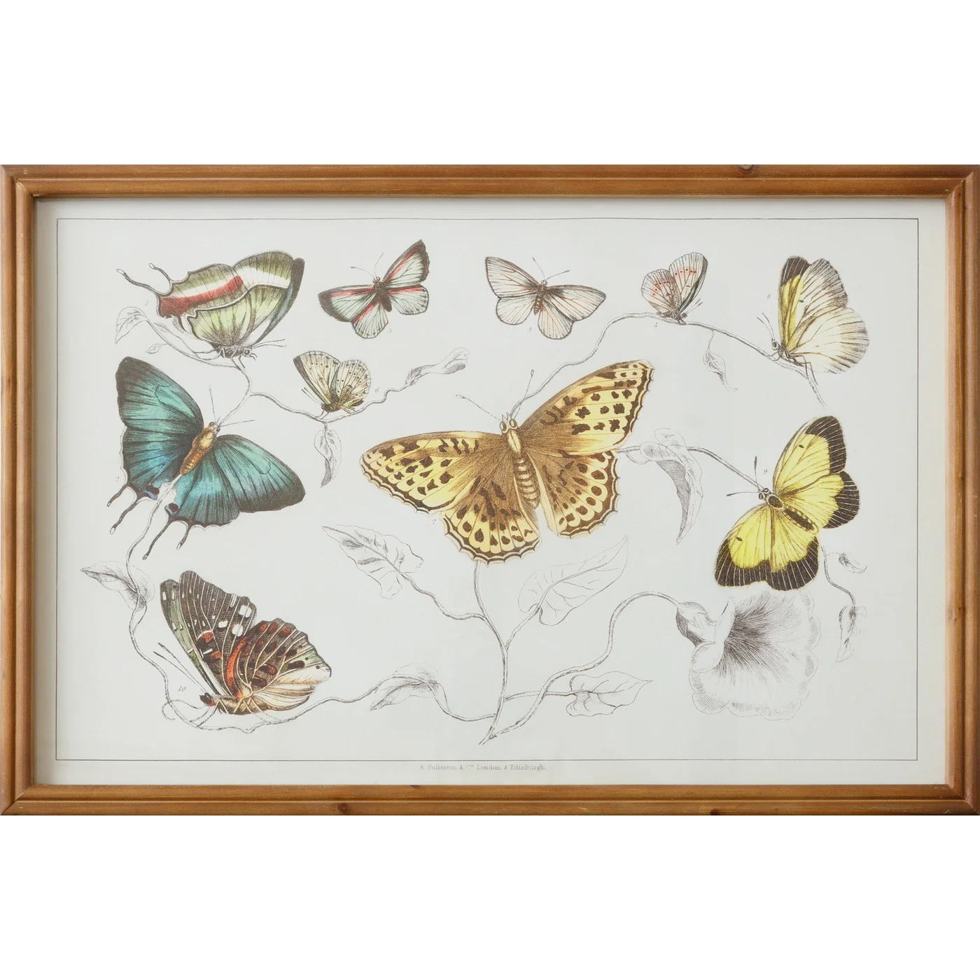 Butterflies and Flowers Framed Print 15" x 23"