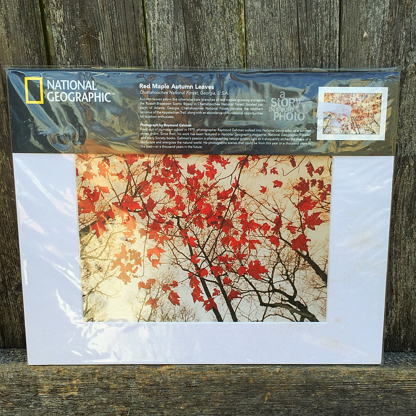 National Geographic Red Maple Autumn Leaves Print and Matte