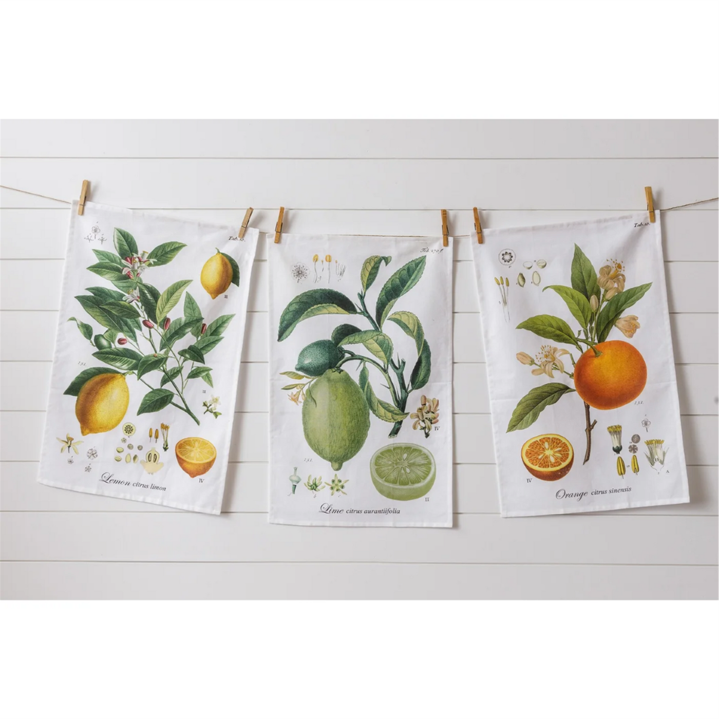 Set of 3 Botanical Fruit Tea Towels