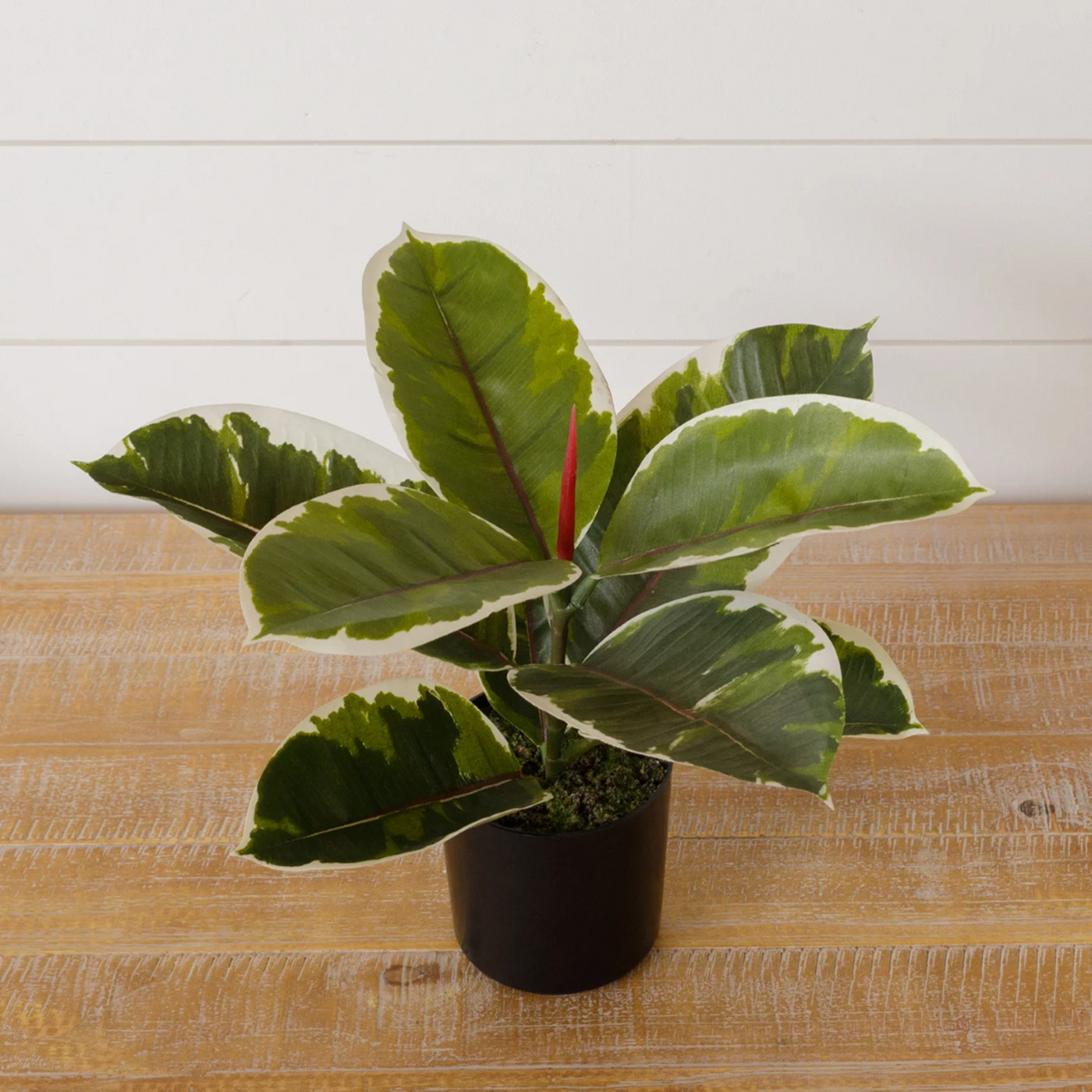 Variegated Rubber Plant 11" H Faux Foliage Potted Plant